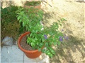 duranta